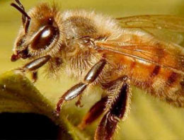 7 milyar arı aranıyor! Korkutucu tablo