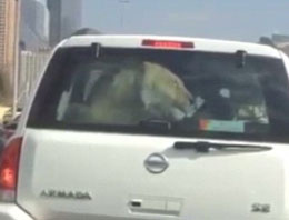 Dubai otobanındaki aslan görenleri şaşırttı!