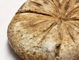 Dünyanın en eski peyniri bulundu