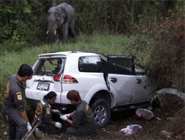 Tayland'da gizemli fil saldırısı! 6 Ölü!