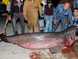 Mersin'de dört metrelik köpekbalığı yakalandı