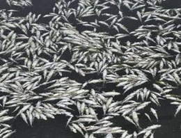 Gazipaşa'da balık ölümleri korkutuyor