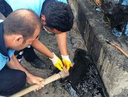 Zavallı yavru köpek zifte yapıştı