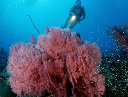 Karayipler'deki mercanlar ölüyor