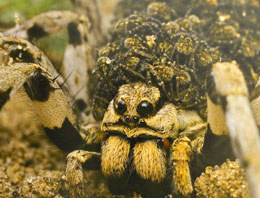 Rusya'da zehirli tarantula paniği!