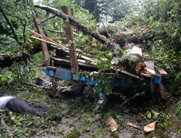 Üzerine ağaç devrilen 6 işçi hayatını kaybetti