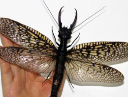 Dünyanın en büyük uçan böceği bulundu