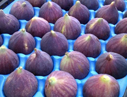 Bursa siyah inciri ihracatta  atağa kalktı