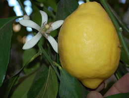 Limon üreticileri yeni sezondan umutlu