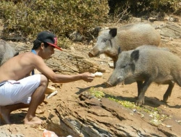 Turistler yaban domuzunu elleriyle...