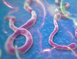 Ebola virüsü nedir ABD deliye döndü