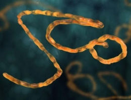 Ebola aşısı insanlar üzerinde denenecek