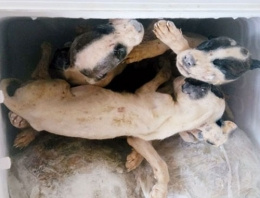 Buzdolabında onlarca ölü köpek vahşeti!