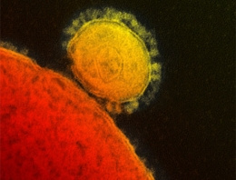 Mers virüsü şimdi de Kilis'te panik yarattı