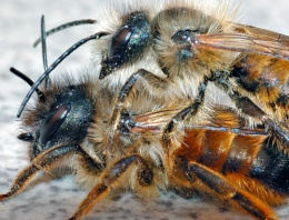 Çiftleşiyor sanılan arıların sır dolu savaşı