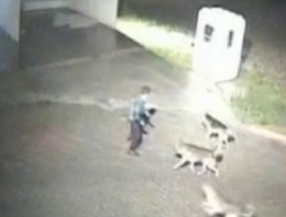 Silivri'deki katil köpekler kamerada!