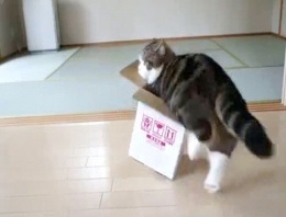 Kedilerin karton kutu aşkının sebebi bulundu