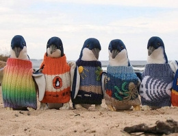 Bu penguenler neden kazak giyiyor?
