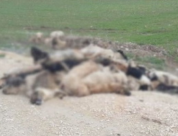 Bursa'da inanılmaz köpek katliamı
