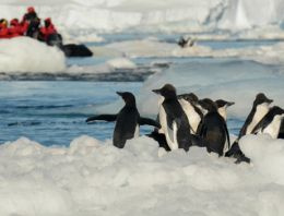 DERGİ - Antarktika’da kameraya 'gülümseyen' penguenler