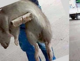 Sakarya'da dev fare fotoğrafı rekor kırdı