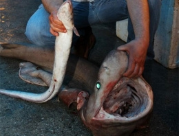 Mersin'de 2,5 metrelik köpek balığı