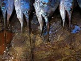 ABD: Zıpkınlanan kılıç balığı, balıkçıyı öldürdü
