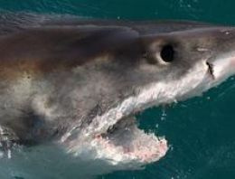 Bir kişi daha yumruklarla köpekbalığından kurtuldu