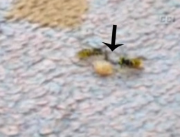 Karıncayla iki arının inanılmaz kavgası