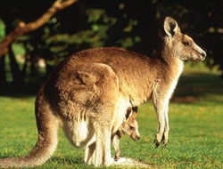 Kanguru bana tecavüz etti