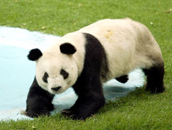 Panda Ling Lİng öldü!