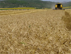 Çiftçilere hükümetten müjdeli haber