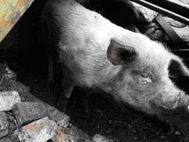 Çin depreminin rekoru domuzda