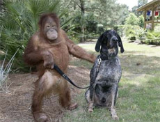 Orangutan ve köpek kanka oldu