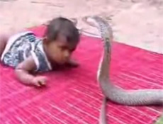 Bebek kobra ile oynarsa!