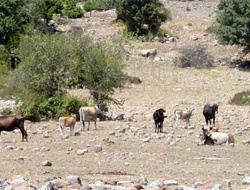 Bunlar Türkiyenin özgür inekleri