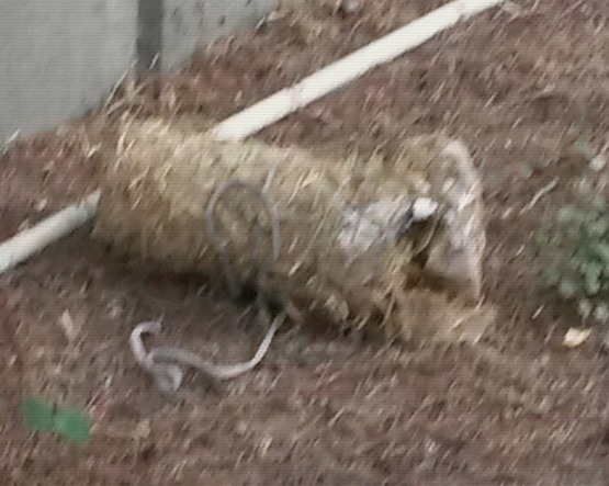 star gazetesi saatli bomba son dakikada fark edildi.jpg