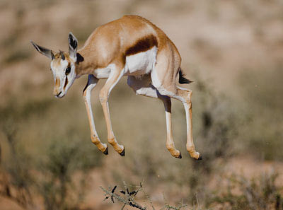gazelle.jpg