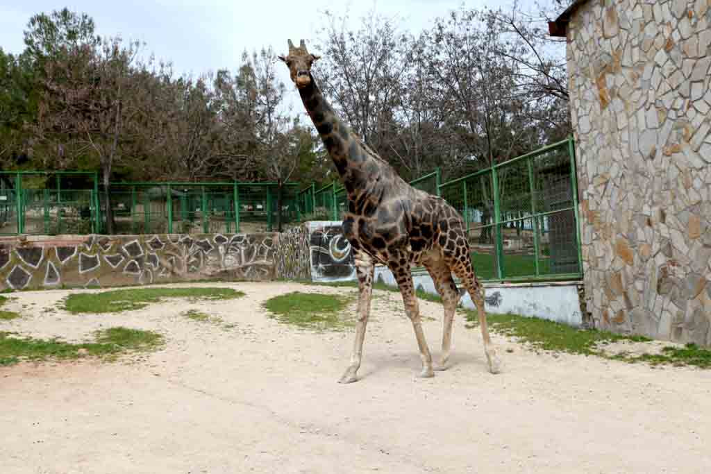 gaziantep-hayvanat-bahçesi-3.jpg