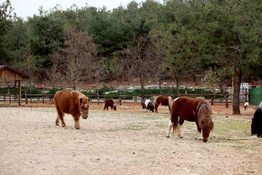 gaziantep-hayvanat-bahçesi-5.jpg