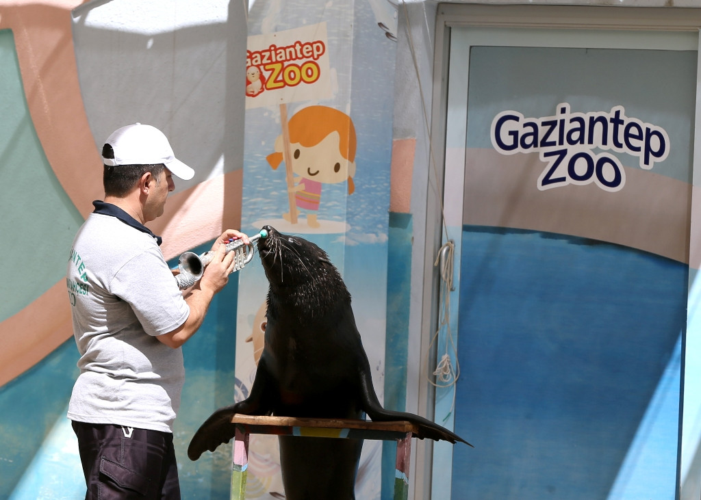 gaziantepte-oryantal-oynayan-foka-yoğun-ilgi!.20150811093708.jpg