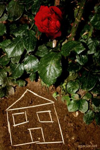 hidirellez-gül-ağaci-dibi-ev-dileği.jpg