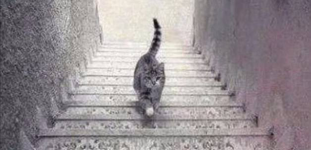 kedi-merdiven-asagiya-mi-yukari-mi-cikiyor.jpg