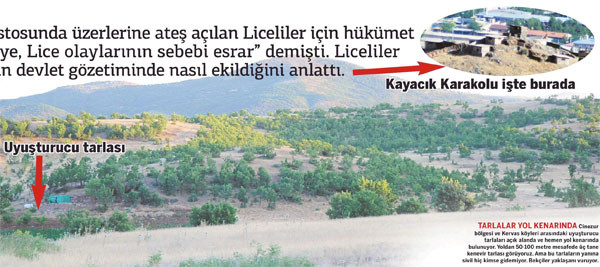 lice-karakol-uyuşturucu.jpg
