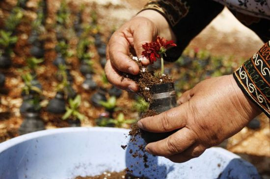 tear-gas-flower-pots-palestine-2.jpg