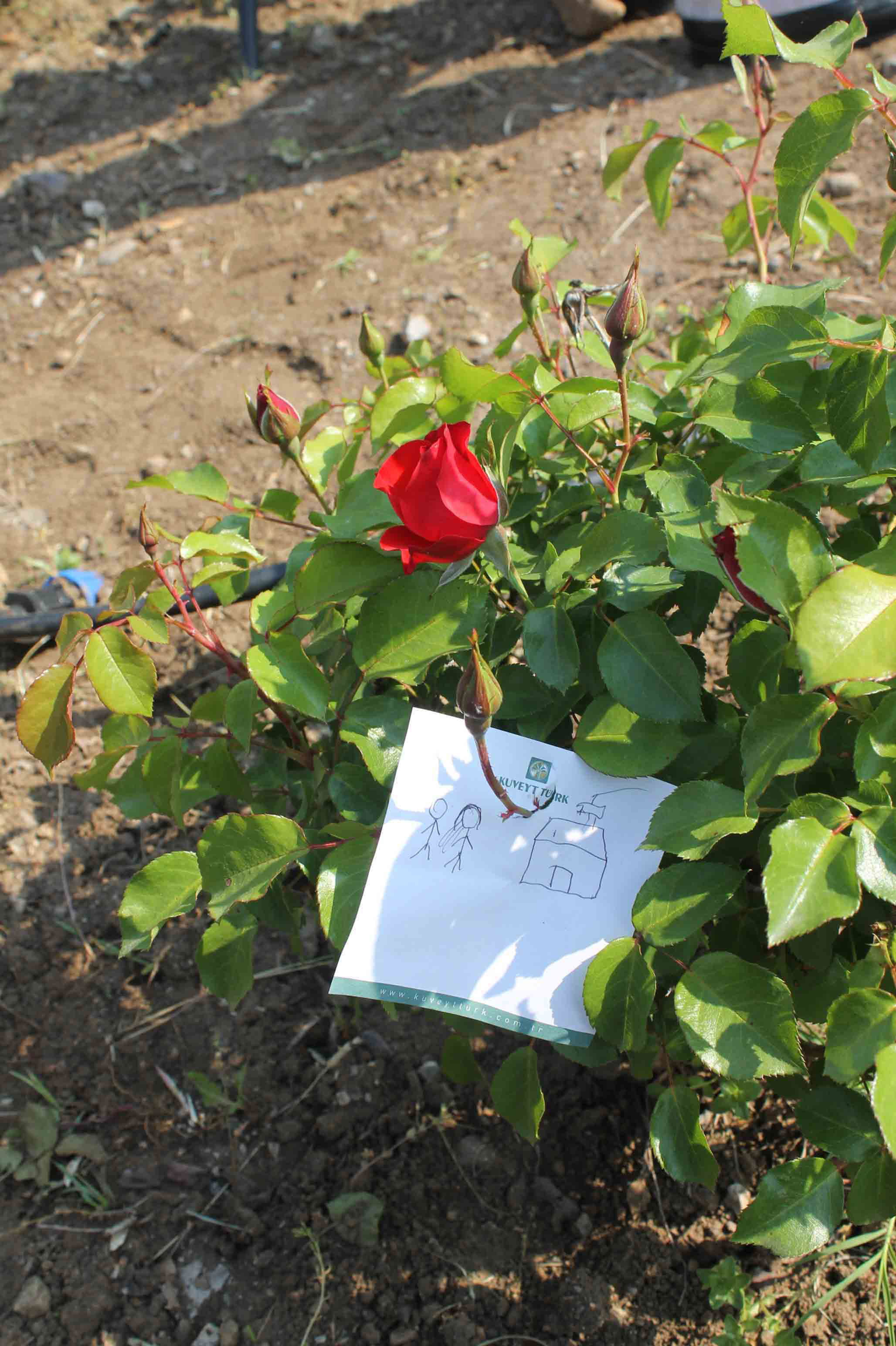 hıdırellez ne zaman, hıdırellez duası, hıdırellez ne zaman kutlanır, hıdırellez dileği