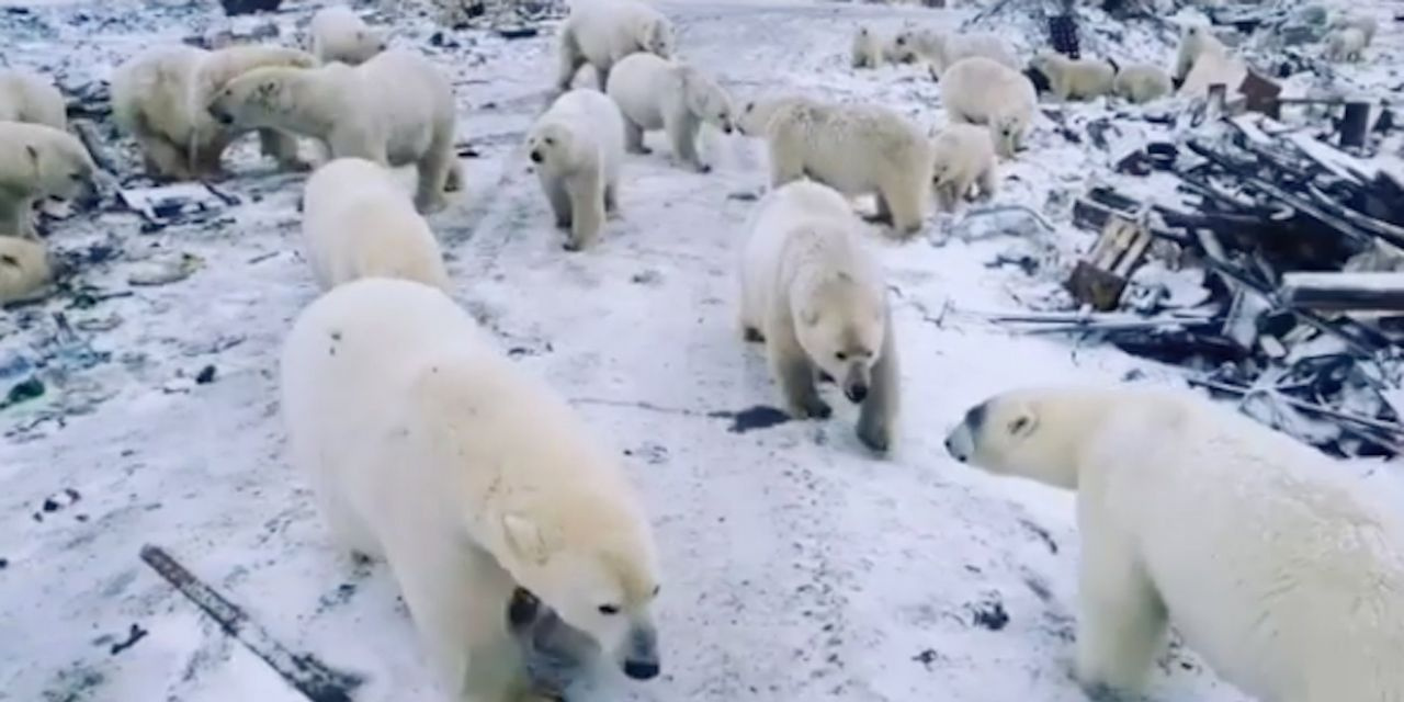 Rusya’da kutup ayıları nedeniyle ilan edilen 'acil durum' sürüyor
