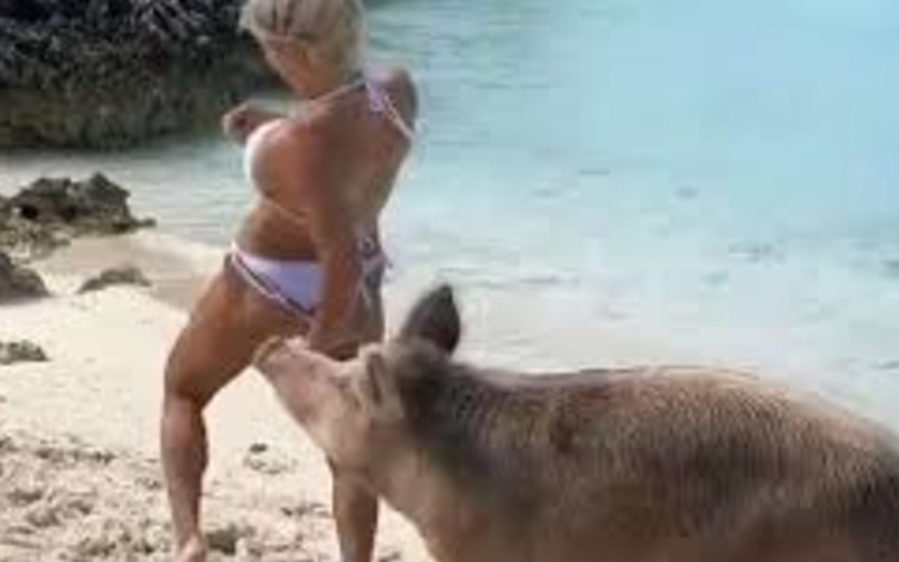 Michelle Lewin fotoğraf çekimi sırasında domuzların saldırısına uğradı