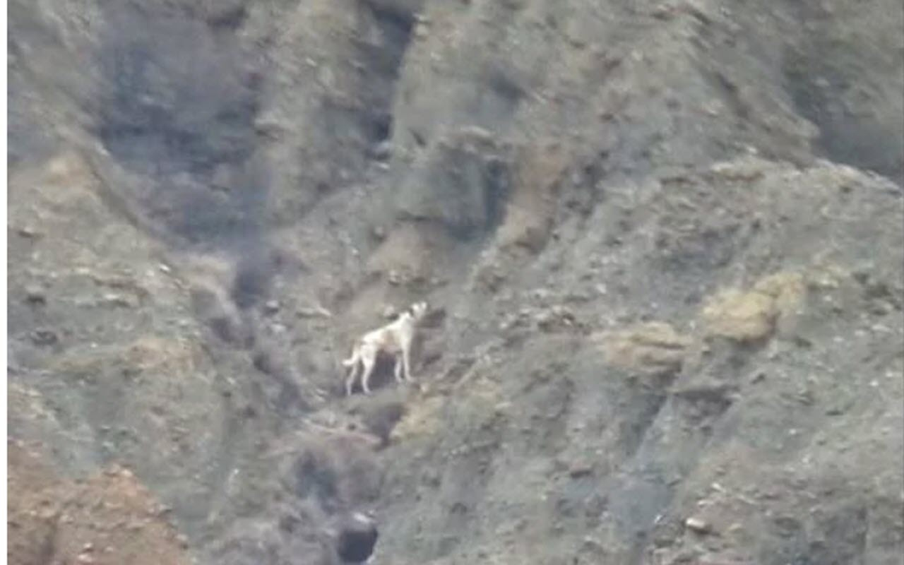 Çankırı'da kanyonda mahsur kalan köpek bulunamadı