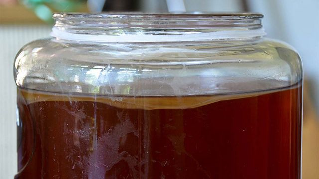 Çinliler sonsuzluk iksiri diyor! 2200 yıllık Kombucha'da uzun yaşamın sırrı gizli